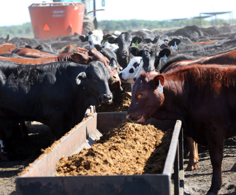 Cattle feast on fruit and vegetables at Brighton feedlot