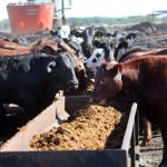 Cattle feast on fruit and vegetables at Brighton feedlot